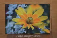 /album/foto-impresion/flor-amarilla-desenfoque-45x30-jpg/